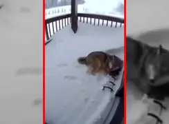 فیلم گرگ و تلاش برای حفظ جان فرزند در بهمن