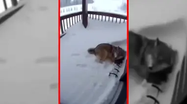 فیلم گرگ و تلاش برای حفظ جان فرزند در بهمن