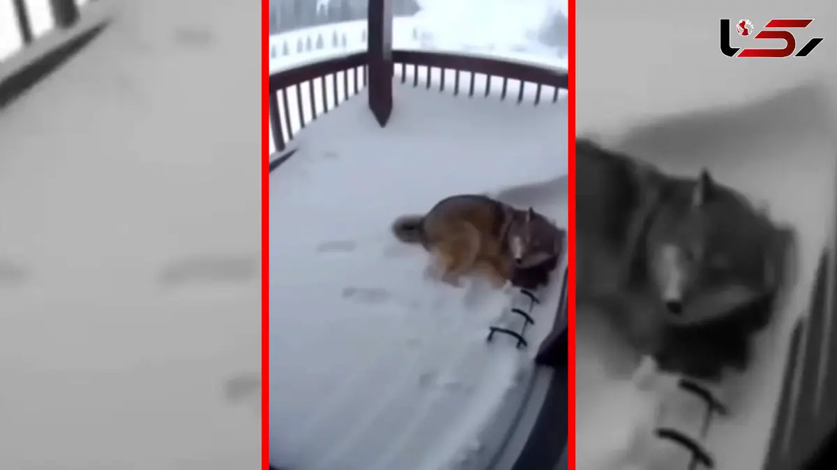 فیلم گرگ و تلاش برای حفظ جان فرزند در بهمن