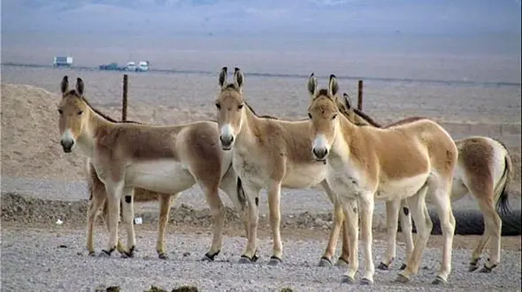 انتقال ۴راس گورخر از پارک ملی توران شاهرود به پارک ملی گرمسار