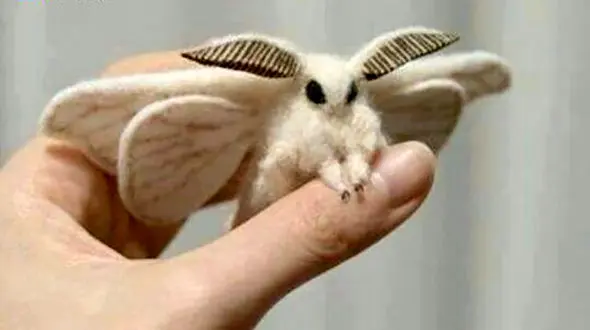 بامزه ترین حشره ی دنیا