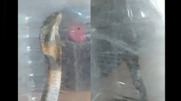 حمله مار کبری به خانه یک گرگانی / صبح امروز + فیلم