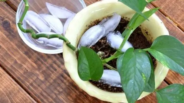 کاربردهای یخ در نکات ریز خانه داری