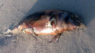  عکس لاشه دلفین در ساحل بندرخمیر / ساعتی قبل پیدا شد