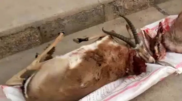 این مردان بی رحم شهر  را بشناسید + فیلم 