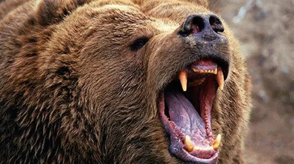زن لردگانی گرفتار چنگال های خرس قهوه ای