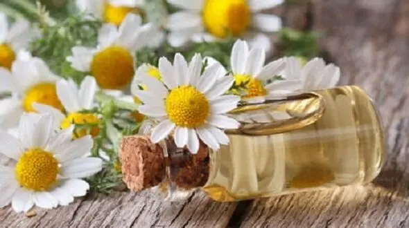 با هزار و یک خواص درمانی بابونه بیشتر آشنا شوید
