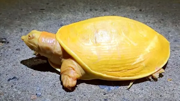 پیداشدن لاکپشت زردرنگ کمیاب در هند!