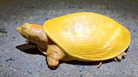 پیداشدن لاکپشت زردرنگ کمیاب در هند!