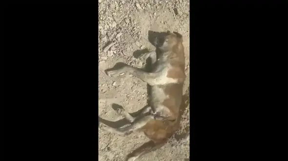 فیلم کشتار بی رحمانه 1000 سگ در دماوند ! /  مسئول پناهگاه سگ‌های گندک را محبوس کردند !