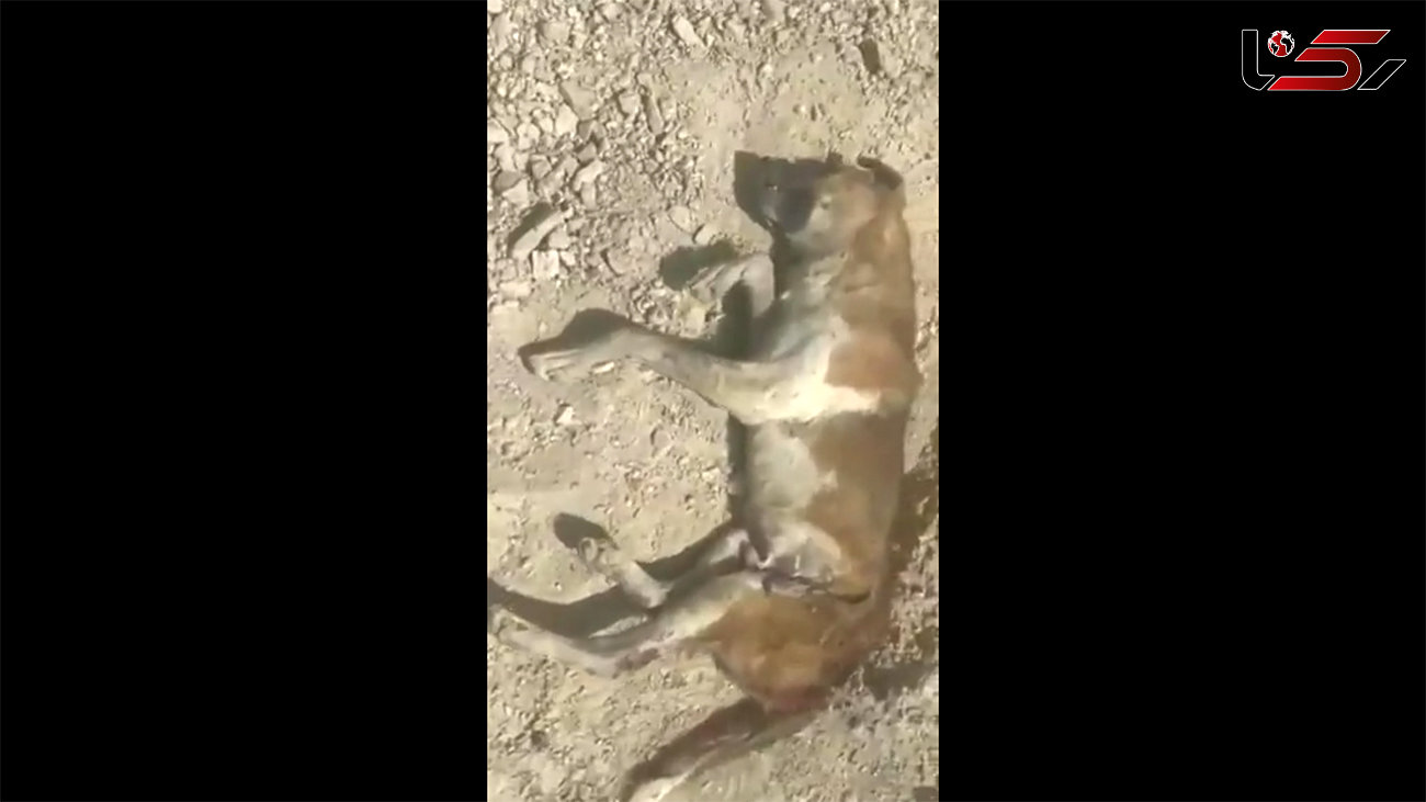 فیلم کشتار بی رحمانه 1000 سگ در دماوند ! /  مسئول پناهگاه سگ‌های گندک را محبوس کردند !
