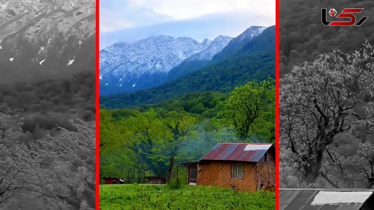 فیلم آرامش در قلب بهشت جنگل های هیرکانی درفک جان