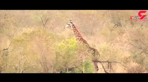 محاصره زرافه توسط 8 شیر ماده گرسنه + فیلم