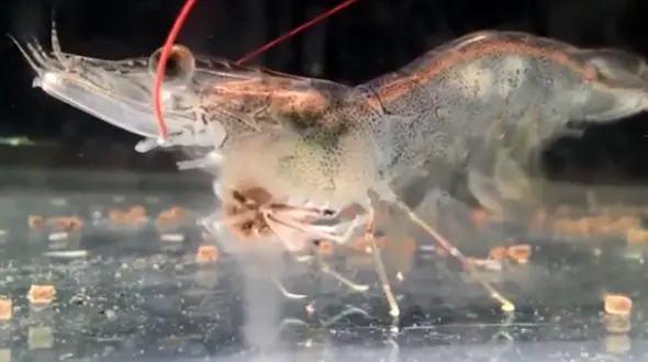 پرورش گلخانه‌ای میگو در ایران  + فیلم