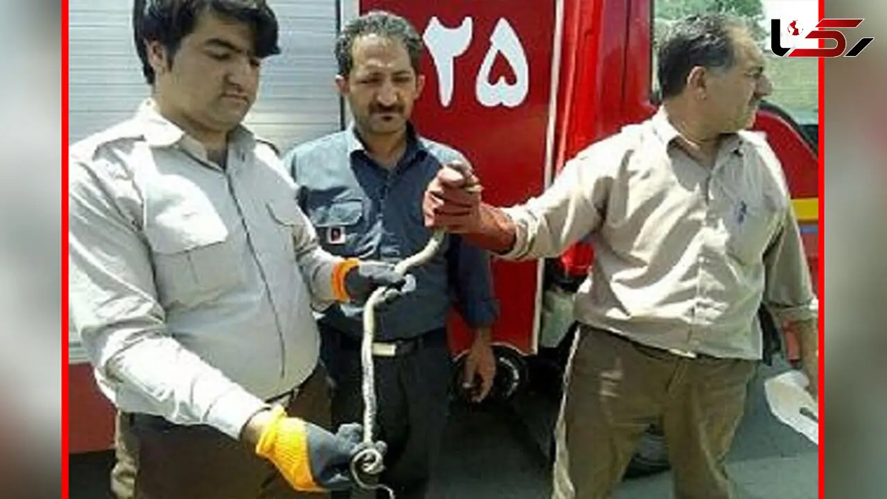 زنده گیری 3 حلقه مار سمی در بوکان+عکس