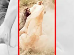 فیلم لحظات نفس گیر شکار گراز توسط شیر ماده