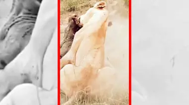 فیلم لحظات نفس گیر شکار گراز توسط شیر ماده