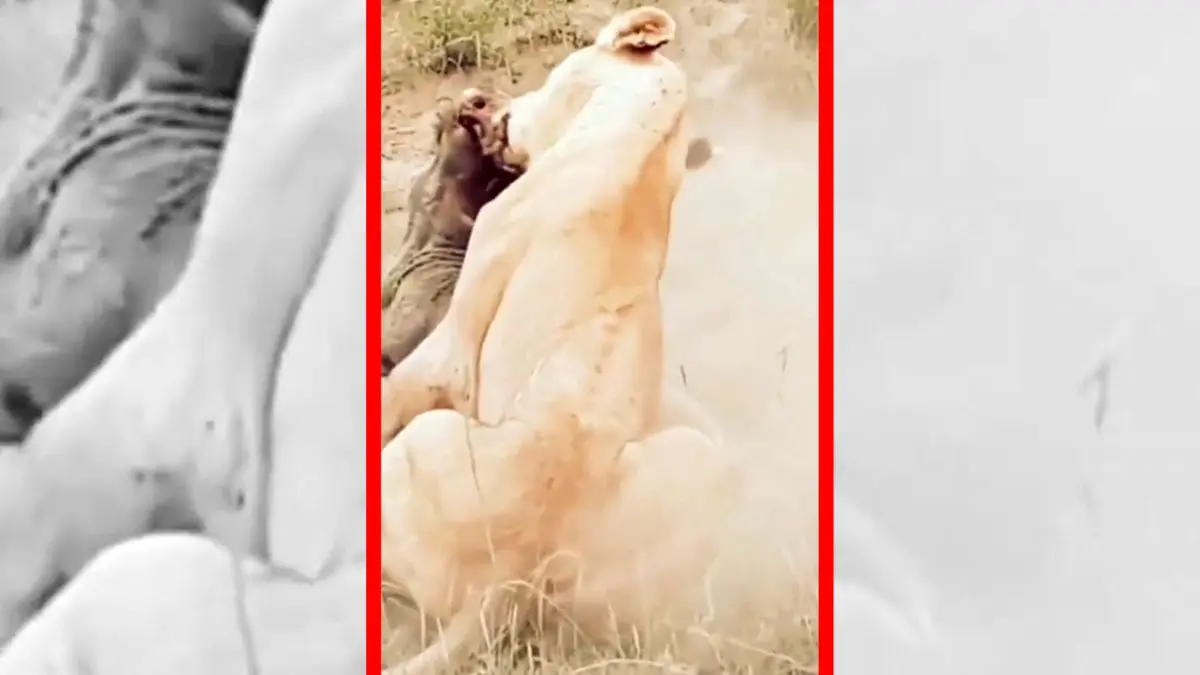 فیلم لحظات نفس گیر شکار گراز توسط شیر ماده