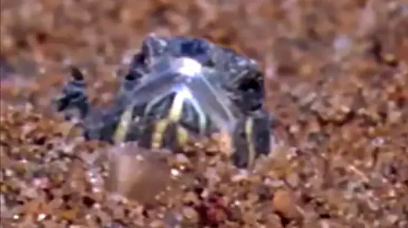 راز زنده شدن لاک پشت های یخ زده چیست؟ + فیلم