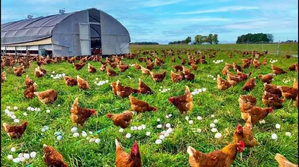 فیلم پرورش انبوه مرغ محلی/ خارجی ها به این شکل تخم مرغ محلی و مرغ محلی شان را تامین می کنند!