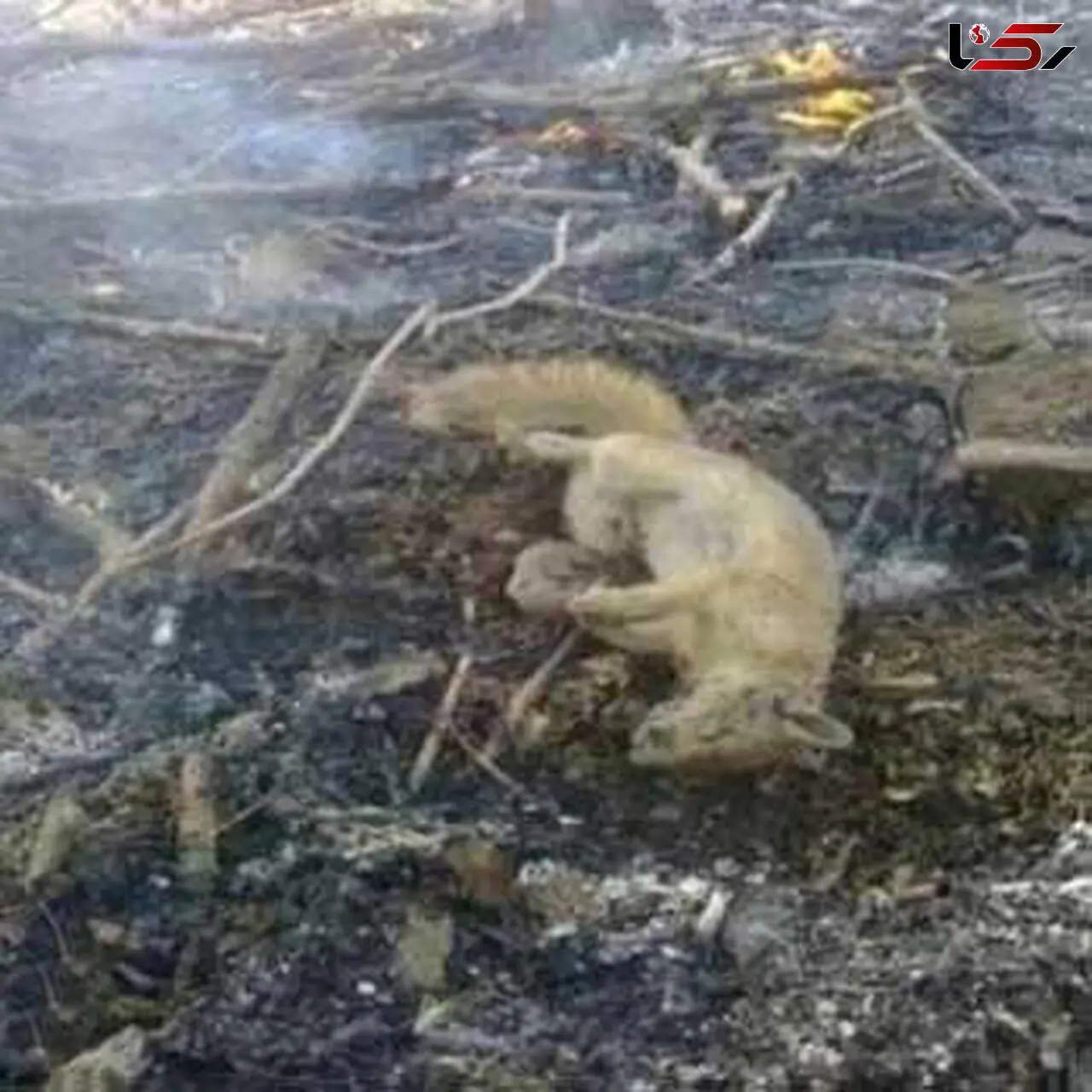 پشت پرده عکس و فیلم های مرگ حیوانات در آتش سوزی خائیز !