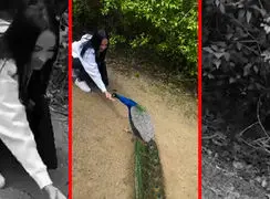 فیلم رفتار جالب طاووس پس از دریافت غذا از انسان