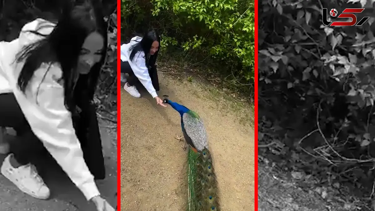 فیلم رفتار جالب طاووس پس از دریافت غذا از انسان