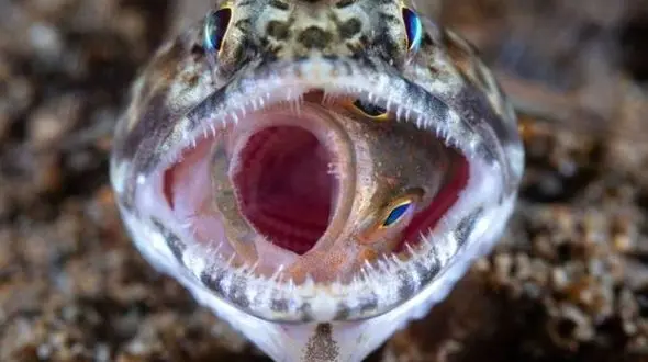 
لحظات پایانی زندگی یک ماهی در دهان مار گرسنه +عکس
