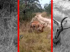 فیلم شکار غزال توسط دو پلنگ هماهنگ