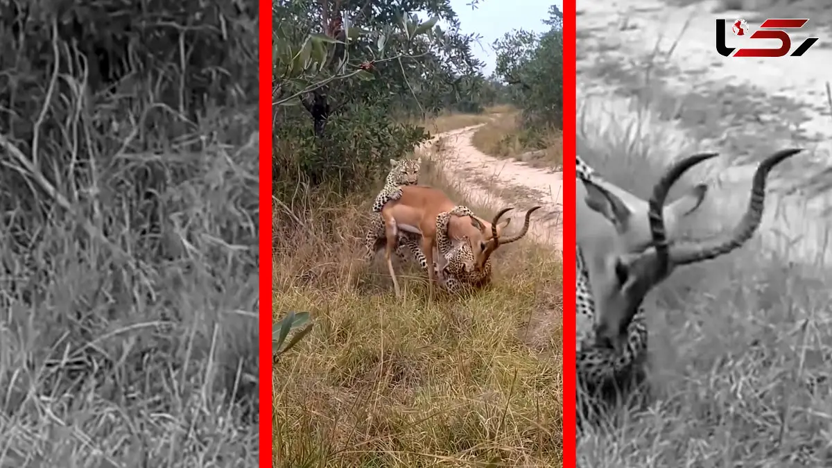 فیلم شکار غزال توسط دو پلنگ هماهنگ