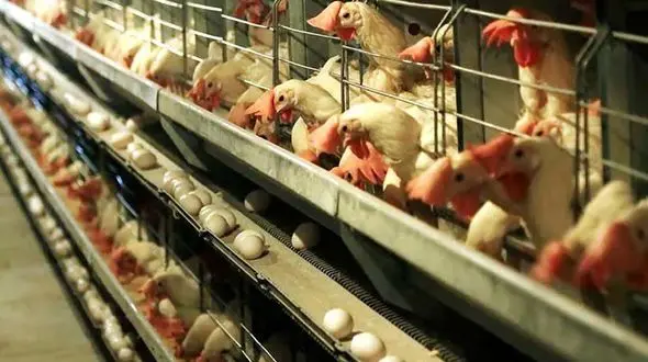 قیمت مرغ و قیمت تخم مرغ در بازار امروز + جدول