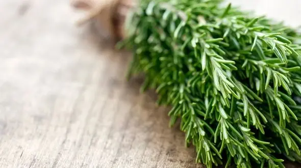 تقویت حافظه با این گیاه خوشبو