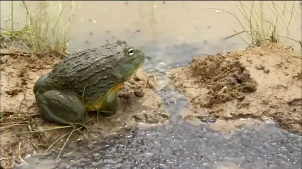 نجات 5000 نوزاد توسط بی رحم ترین و بزرگترین قورباغه جهان + فیلم