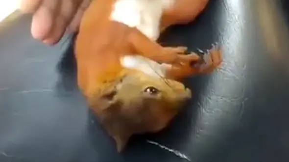 سنجاب مُرده‌ با ماساژ قلبی زنده شد!  + فیلم