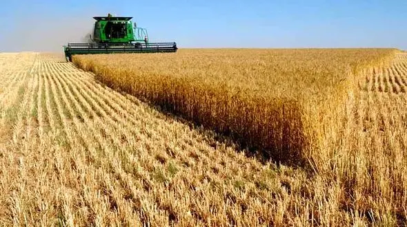 نرخ خرید تضمینی 25 قلم محصول کشاورزی ابلاغ شد+ جدول