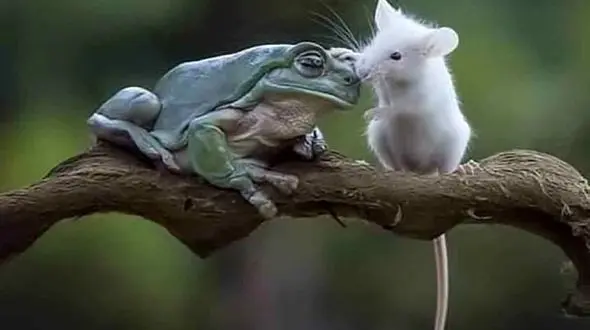 این موش فریب قورباغه را خورد + عکس