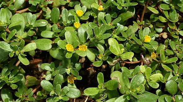 گیاه خرفه مفید برای بیماران اسکیزوفرنی