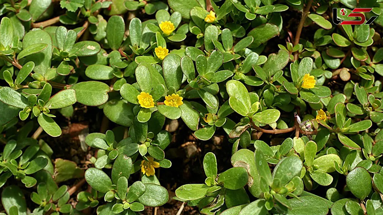 گیاه خرفه مفید برای بیماران اسکیزوفرنی