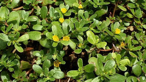 گیاه خرفه مفید برای بیماران اسکیزوفرنی