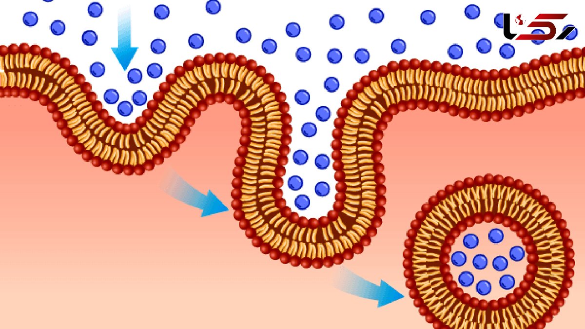 اندوسیتوز چیست؟ / جدول انواع اندوسیتوز 
