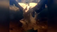 ببینید / شکار ماهی توسط عقاب از نمای زیر آب + فیلم