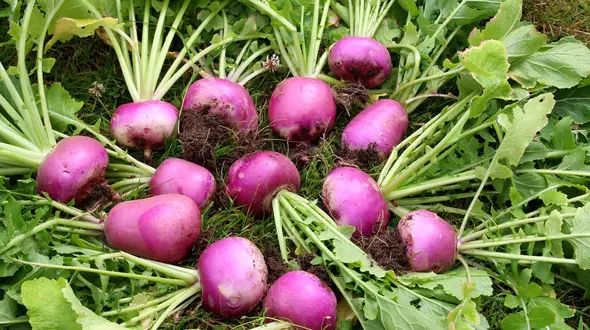 سبزیجاتی که باید در زمستان مصرف کرد