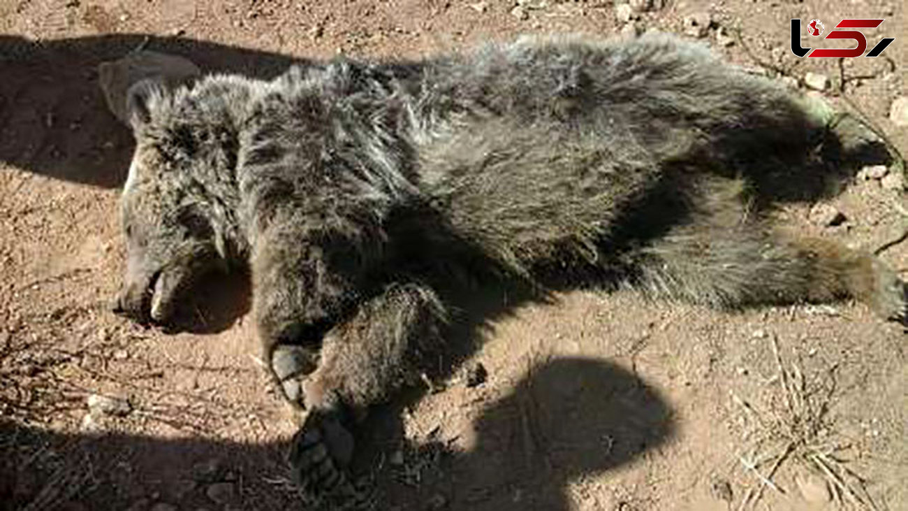 کشف لاشه خرس در بخش کجور نوشهر