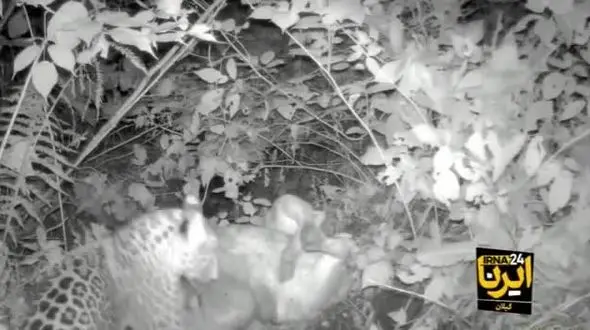 ثبت تصویر پلنگ در شهرستان رودبار بالا سر شکار