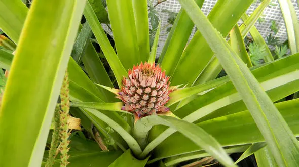 عکس/ تابحال مزارع آناناس را دیده اید؟! 