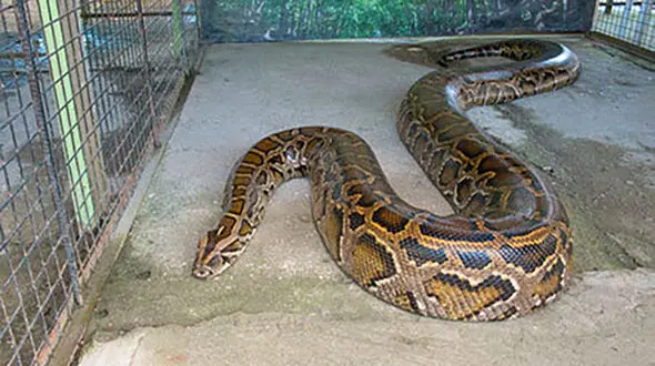 مار پیتون رهاشده آمل به پارک طبیعت چمستان نور منتقل شد