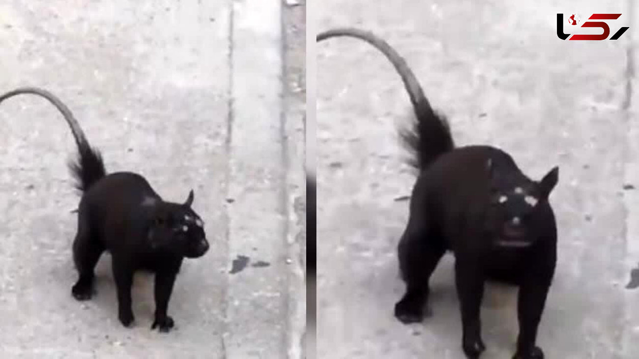 فیلم یک جانور عجیب در خیابان / نه موش نه گربه!