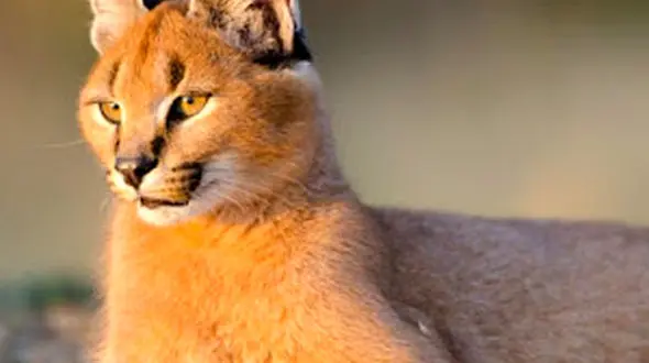  از سیاهگوش زیبا تا جدال شاهین و جغد