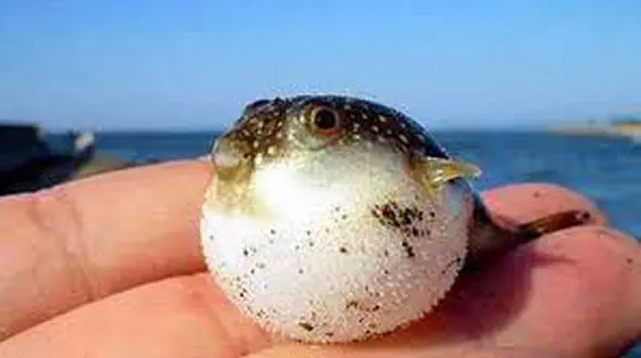 فیلم باورنکردنی از یک ماهی با صورت انسان 