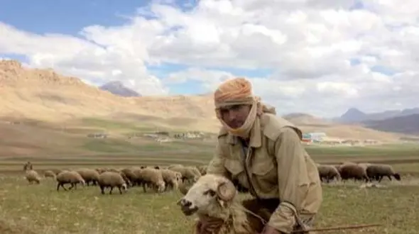 خلاقیت خنده دار چوپان برای محافظت از اسبش حماسه آفرید+عکس/ هنر نزد ایرانیان است و بس